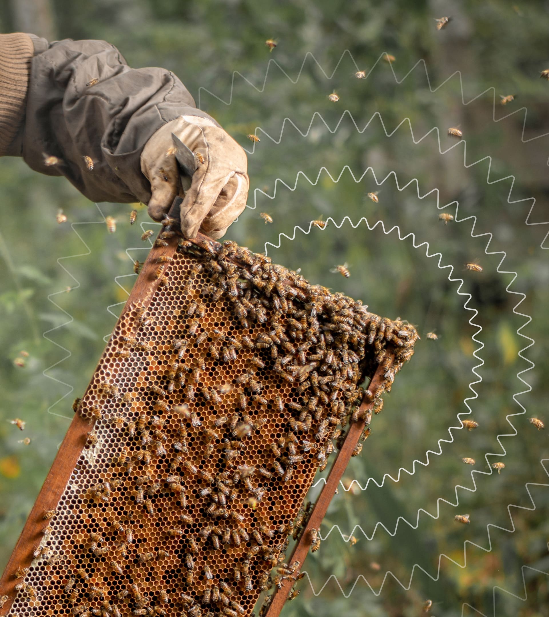 Bees_pattern-min (1)
